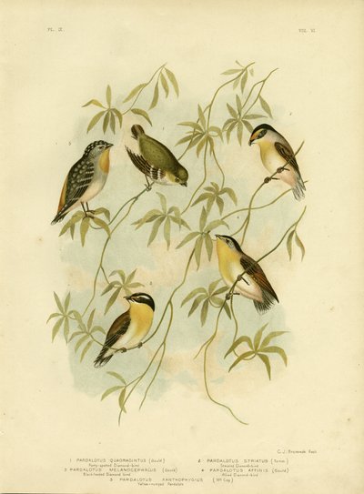 Forty-Spotted Diamondbird或Forty-Spotted Pardalote，1891 作者 格拉西乌斯·布罗诺诺夫斯基